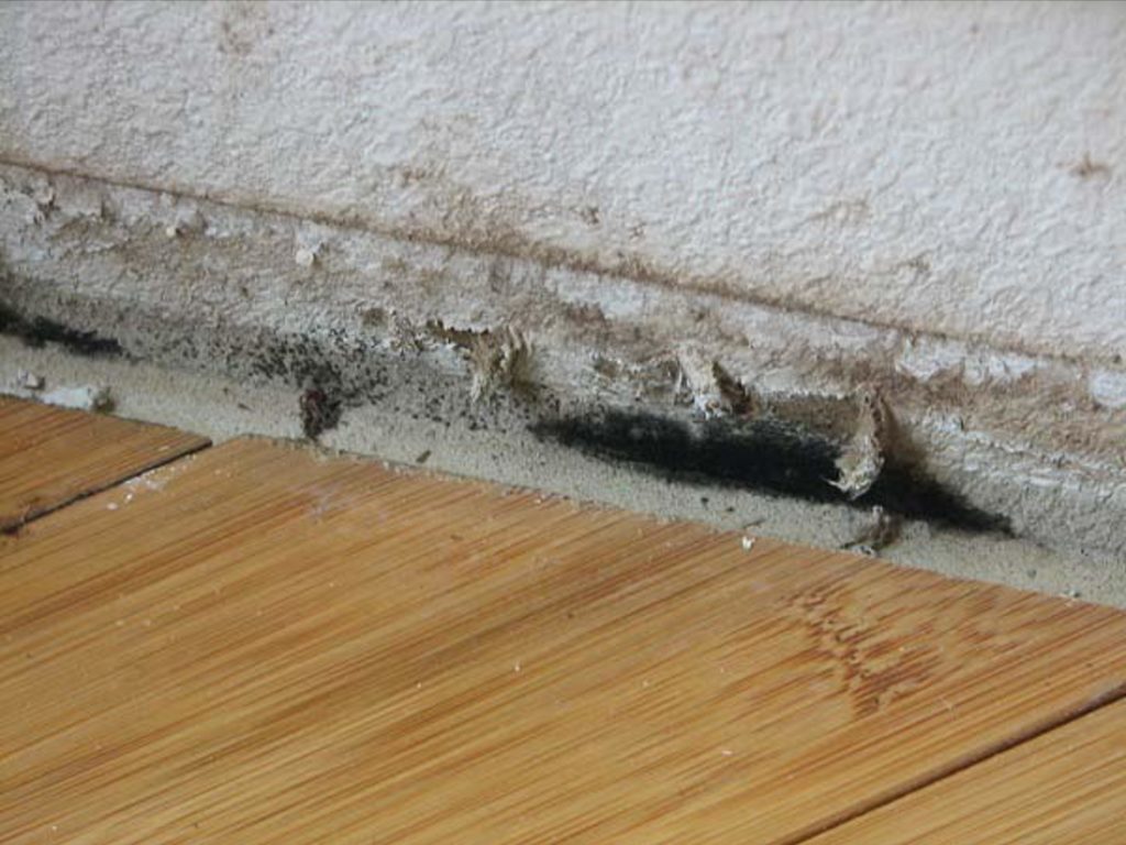 black toxic mold symptoms