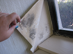 professional mold testing price